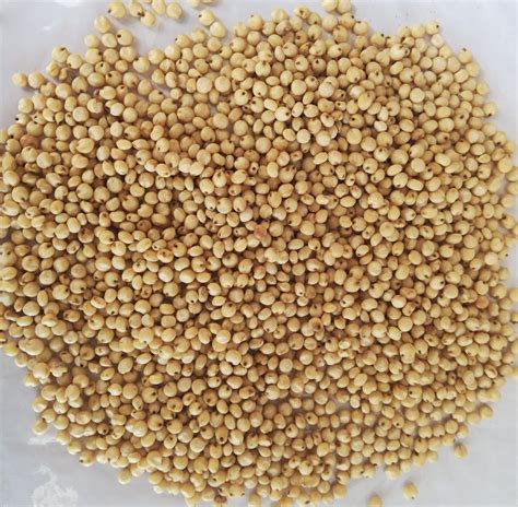 White Jowar Seeds at Rs 19/kilogram in Hyderabad | ID: 19040837673