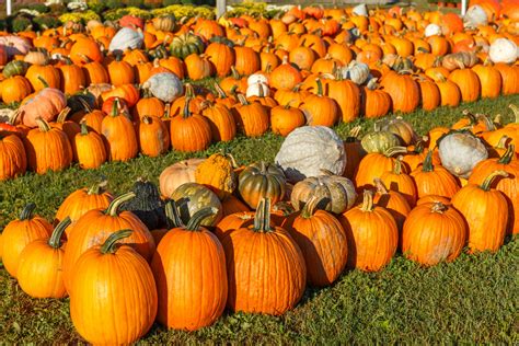 Pumpkin Patch Free Stock Photo - Public Domain Pictures