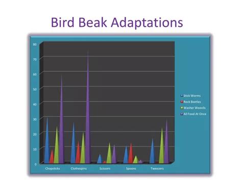 PPT - Bird Beak Adaptations PowerPoint Presentation, free download - ID ...