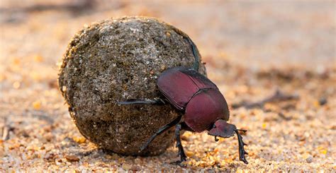 African Dung Beetles Roll Poop Youtube - vrogue.co