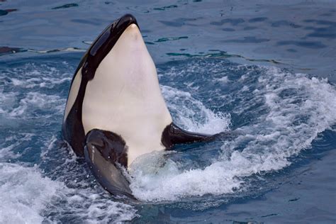 Orcas Are Getting Smarter and Here's Why - American Oceans