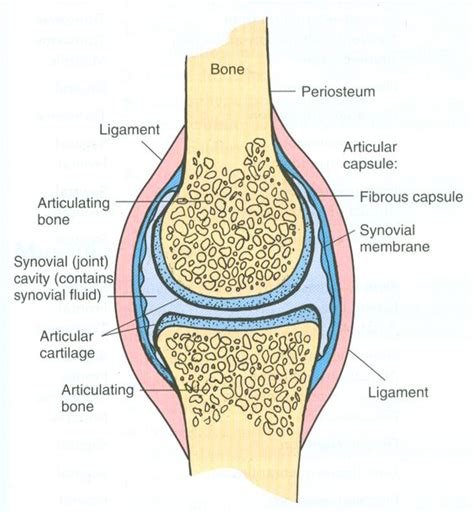 Diagram of a synovial joint | Physical Body | Pinterest | Synovial Joint and Health