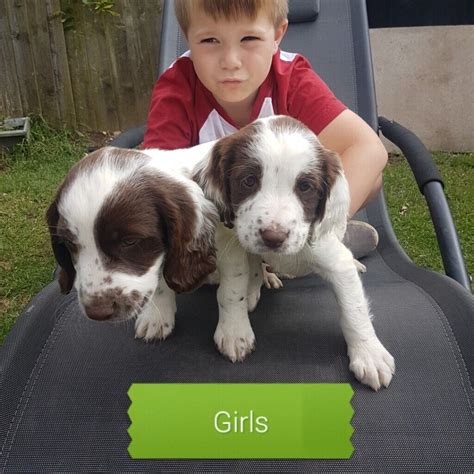 Liver and white springer spaniel pups | in Bideford, Devon | Gumtree