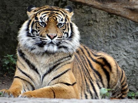 Sumatran tiger, predator, calm, sit, 4k wallpaper | Tigre de sumatra ...