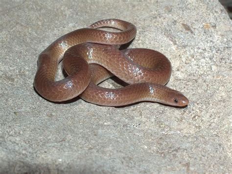 CalPhotos: Carphophis amoenus; Eastern Worm Snake | Snake, Worms, Lizard