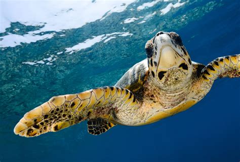 Save marine habitat for Sea Turtles – Rainforest Trust