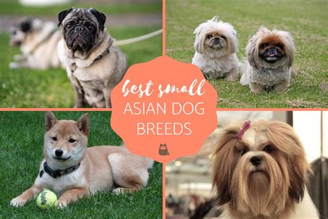 The Best Small Asian Dog Breeds