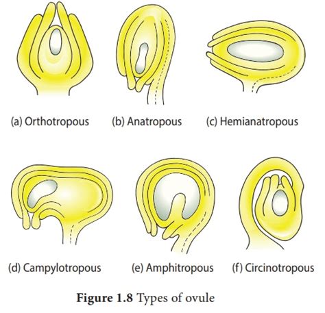 Réproduction sexuée chez les plantes: Partie reproductrice femelle ...