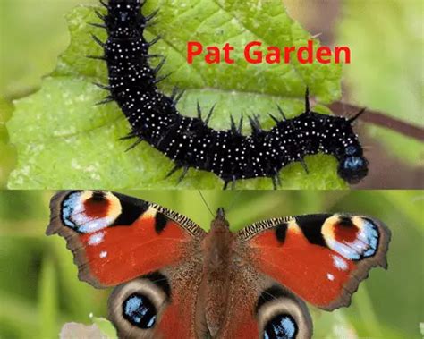 15 Types of Butterfly Caterpillars with Pictures - Pat Garden