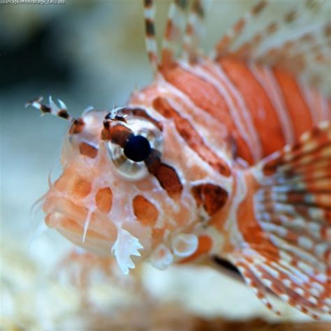 Kingdom: Animalia • Zebra Turkeyfish (Dendrochirus zebra) Found in...