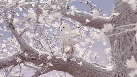 Pics Of Snowy Owls : Owl Barn Flying Snowy Wallpapers Baltana Tags Getwallpapers Birds | sunwalls