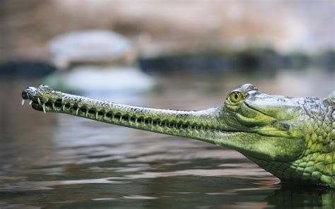 Gharial HD Wallpaper e Sfondi