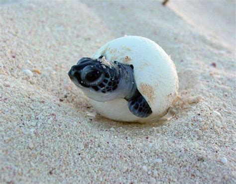 Baby Sea Turtle Hatching | Loggerhead turtle, Sea turtles hatching, Turtle hatching