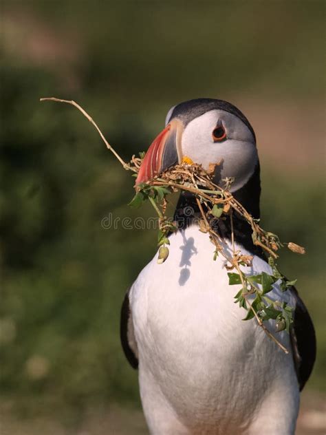 Atlantic Puffin with a Beak Full of Nesting Material 2 Stock Image - Image of skokholm ...