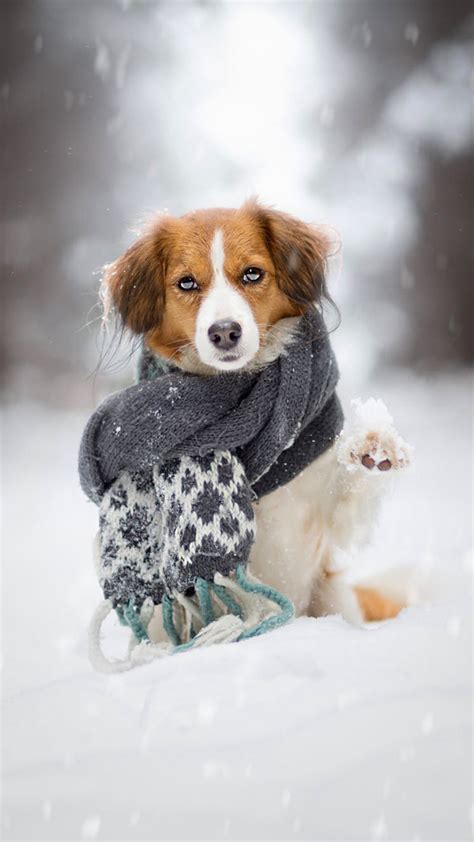 Puppy Scarf Snow Winter 4K Ultra HD Mobile Wallpaper