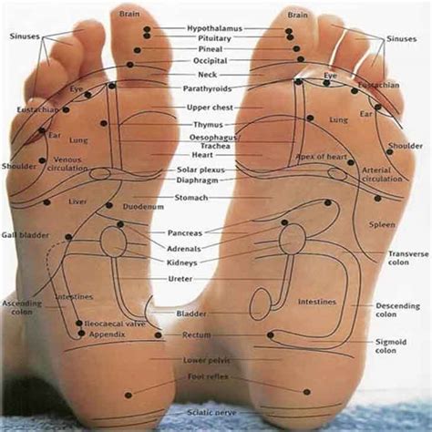 Foot Reflexology Charts & Reflexology Foot Chart Tips!