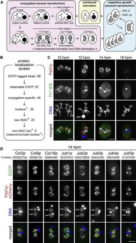 Identification of Heterochromatin Body Components | Download Scientific ...