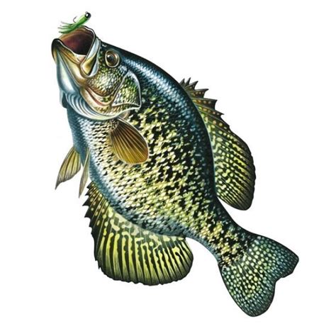 crappie clip art 20 free Cliparts | Download images on Clipground 2024