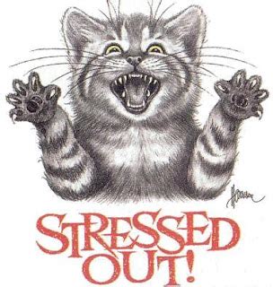 Cats: Stressed Cat? 6 Main Causes of Stress in Cats