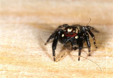 The “vampire spider” (Evarcha culicivora) | The Common Naturalist