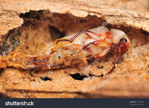 Zophobas Morio Darkling Beetle, Emerging From Pupa Stock Photo 77110984 : Shutterstock