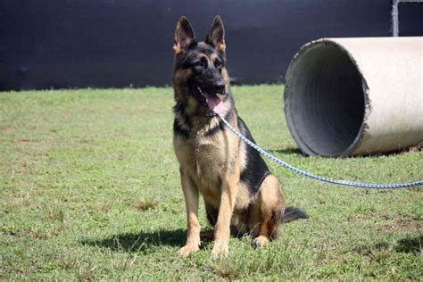 German Shepherd Police Training | PETSIDI