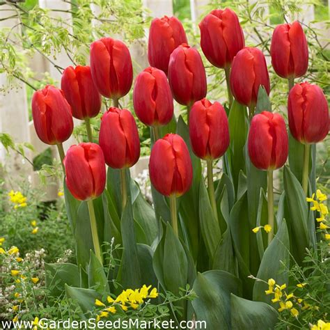 Tulip bulbs - set of 2 varieties - red and yellow selection - 50 pcs ...