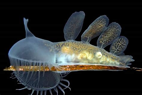 5 Transparent Animals That Will Blow Your Mind