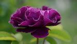 0 Rose-purple Antonyms. Full list of opposite words of rose-purple.