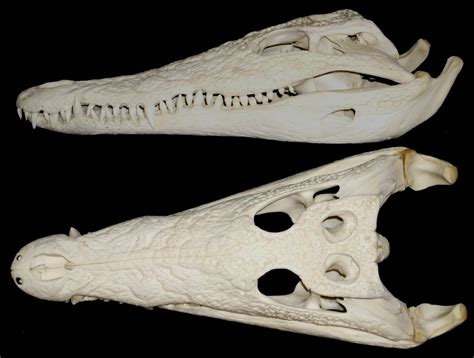 Crâne de Crocodile du Nil / Nile Crocodile Skull (Crocodyl… | Flickr