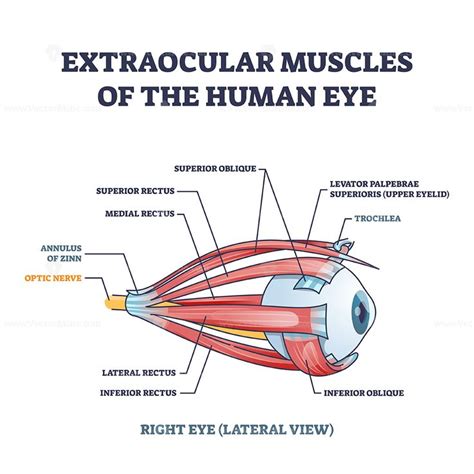 Extraocular muscles of human eye with muscular anatomy outline diagram ...