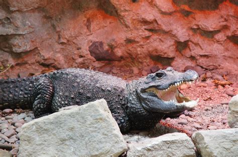 West African Broad Fronted Crocodile | taken at Dudley Zoo | Tim Ellis | Flickr