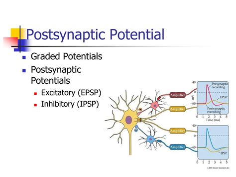 PPT - Drug Actions in The Nervous System PowerPoint Presentation, free ...