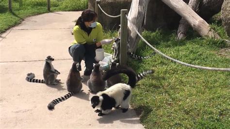 Spain: Animals enjoy usual treatment at Madrid Zoo despite coronavirus closure | Video Ruptly