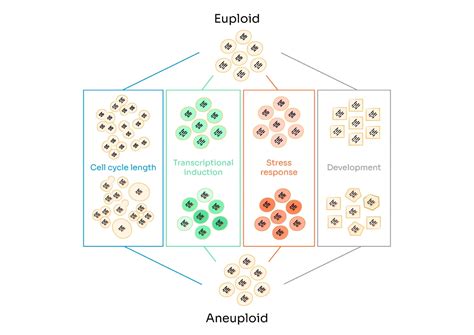 What is the difference between aneuploidy and euploidy?