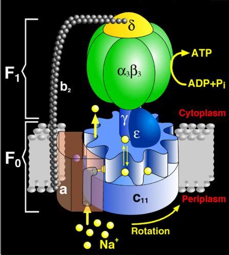 The structure of ATP synthase, the universal protein that manufactures ATP | Molecular and Cell ...