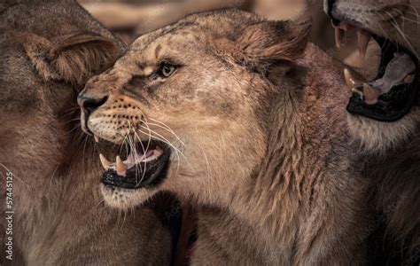 Beautiful roaring lioness close-up Stock Photo | Adobe Stock