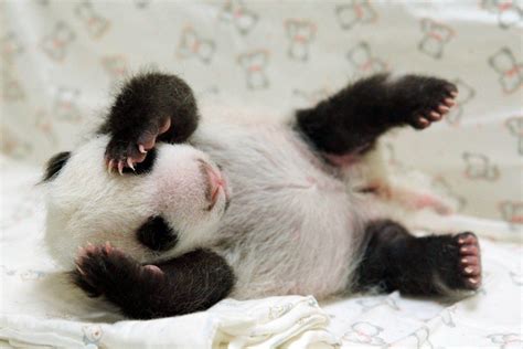 Baby Panda Wallpapers - Wallpaper Cave