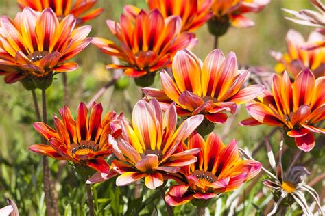 Gazania Flowers - Low Maintenance Annuals