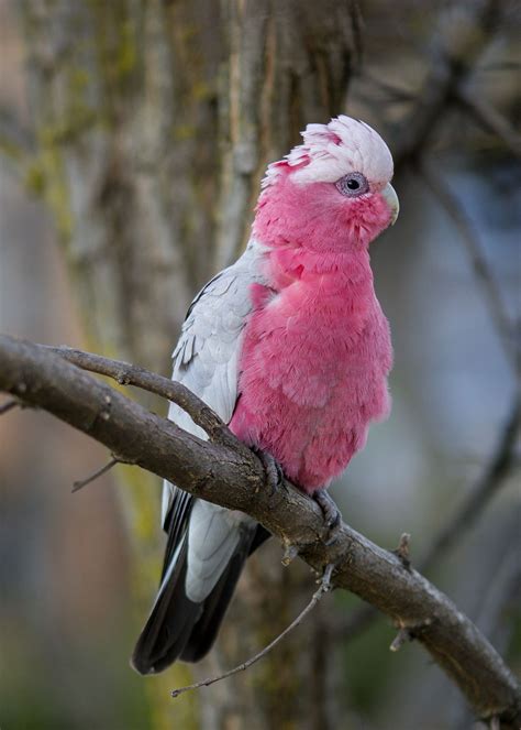 Galah - The galah, also known as the rose-breasted cockatoo, galah cockatoo, roseate cockatoo or ...