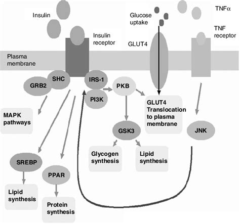 Activation of the insulin receptor evokes increased transcription of... | Download Scientific ...