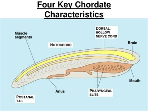 PPT - Four Key Chordate Characteristics PowerPoint Presentation, free ...