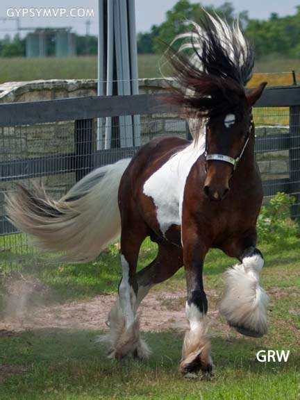 Gypsy Vanner Horses for Sale | Stallion | Skewbald | Elvis Most Beautiful Animals, Beautiful ...