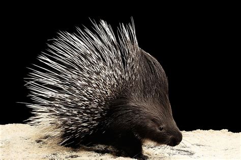 Porcupine Facts - Animals of the World - WorldAtlas