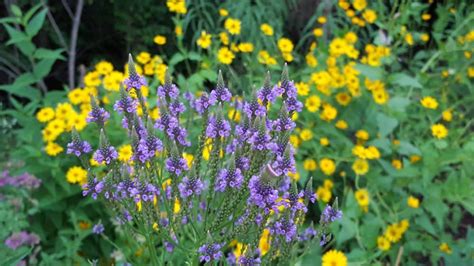 How to Grow Blue Vervain Verbena Hastata - Growit Buildit