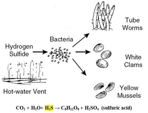 Chemosynthesis Equation