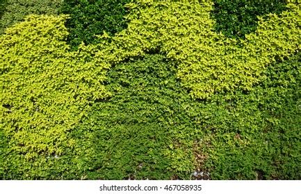 55,950 Plants Vertical Garden Texture Images, Stock Photos & Vectors | Shutterstock