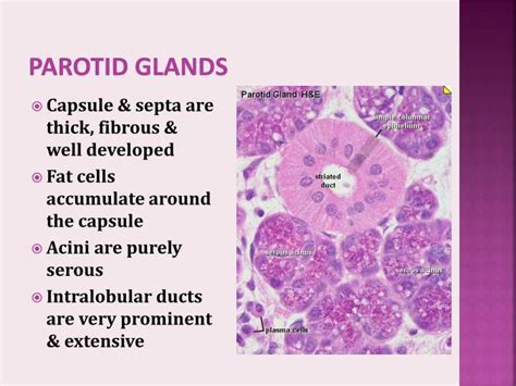 Histology Of Parotid Gland