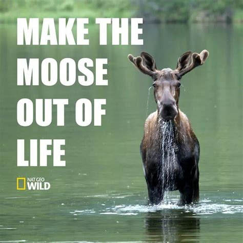 960 best Moose images on Pinterest | Moose crafts, Elk and Xmas