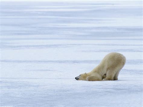 Polar Bear Pictures - Afternoon Nap Time